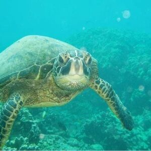 Meet your Posher, Jellyfish Disco